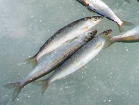 fauna of lake Baikal - Baikal omul fish