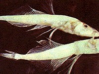 fauna of lake Baikal - Baikal golomyanka