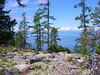 Baikal Vegetation