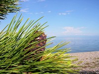 Cedar pinecorns - Baikal Vegetation