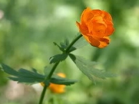 Zharky - Trollius asiaticus