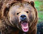 Brown bear