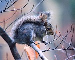 Baikal squirrel