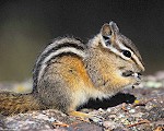 Baikal Chipmunk