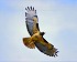 eagle of Baikal