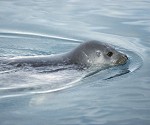 Baikal seal