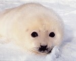 Lake Baikal seal