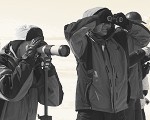 Observation of Baikal seal