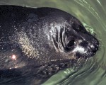 Lake Baikal grown-up seal. By S. Volkov