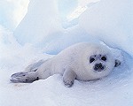 Pup Baikal seal