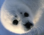 Pup seal