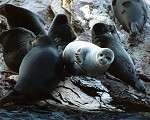 Baikal seals