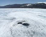 Baikal seal's hole for breathing
