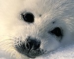 Pup of Baikal seal