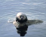 Seal on the rock