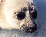 Lake Baikal seal pup