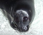 Lake Baikal seal pup