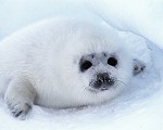 Lake Baikal seal pup