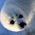 Lake Baikal seals